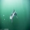 WHERE BABY WHITE SHARKS 'HANG OUT' IN THE NORTH ATLANTIC