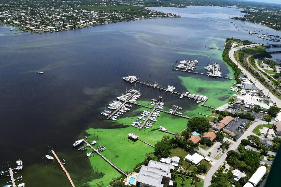 STUDY FINDS CAUSE OF ALGAL BLOOMS AND THE RESULTS STINK